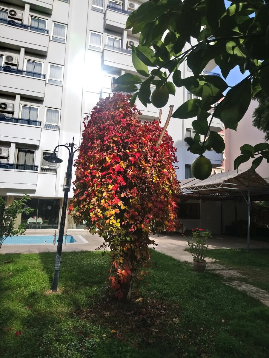 территория отеля