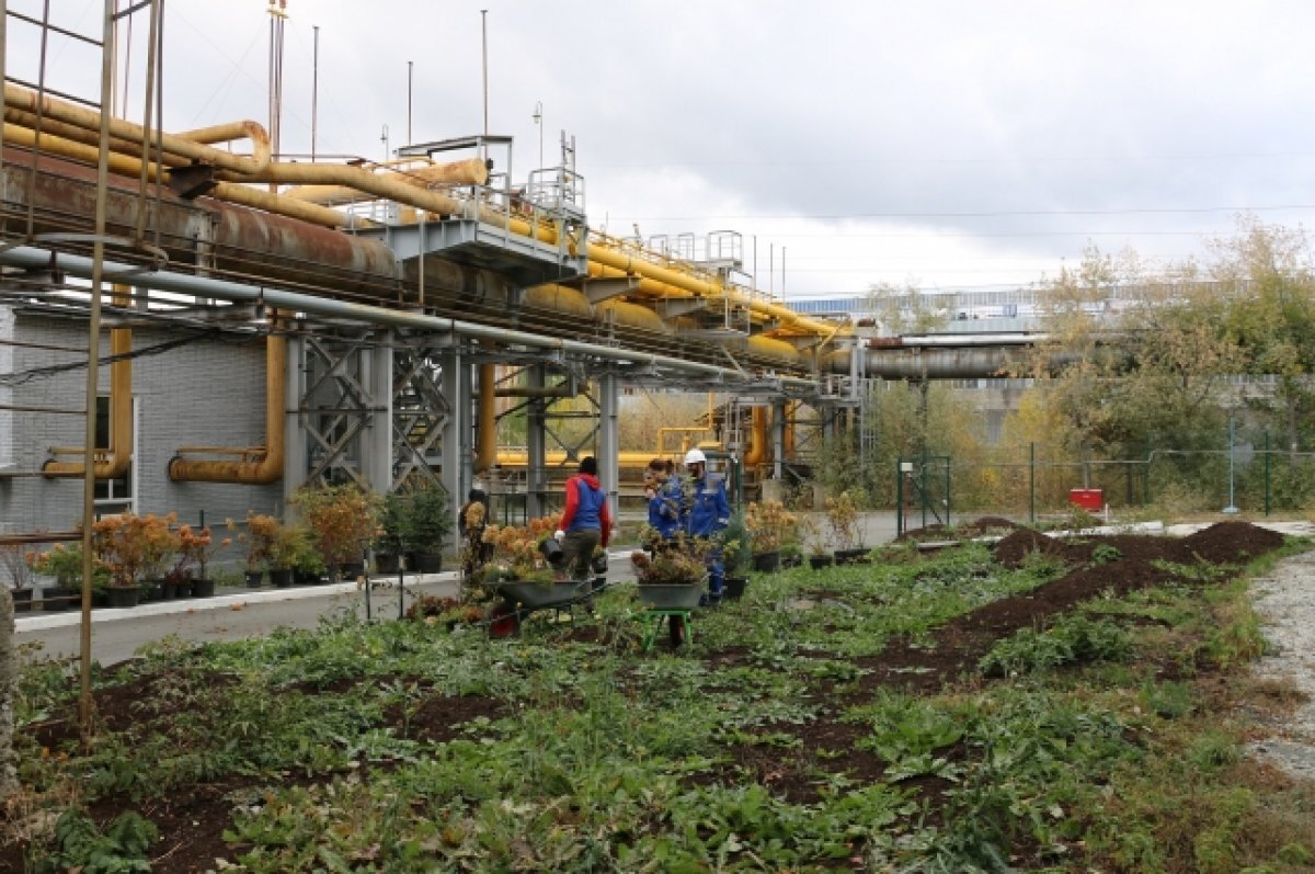    Волонтеры озеленили территорию завода ВИЗ-Сталь