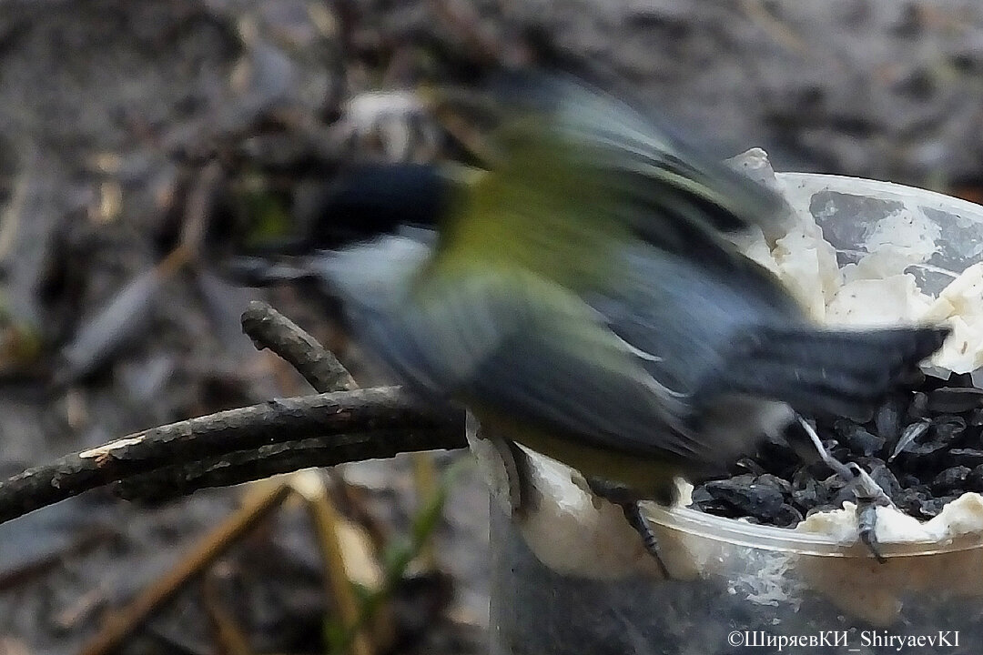 ПРИЗРАК  БОЛЬШОЙ  СИНИЦЫ