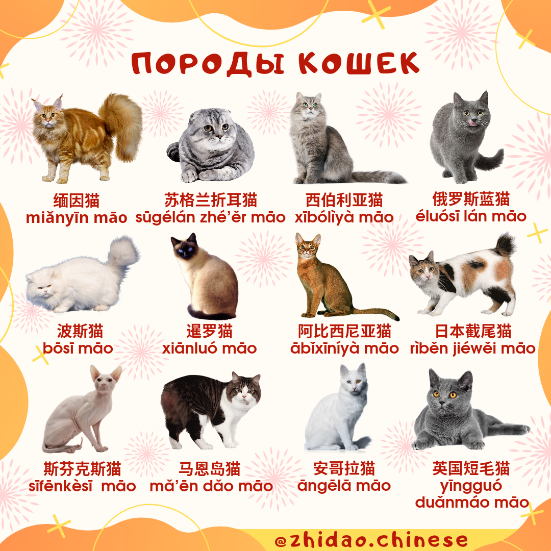 породы кошек языке