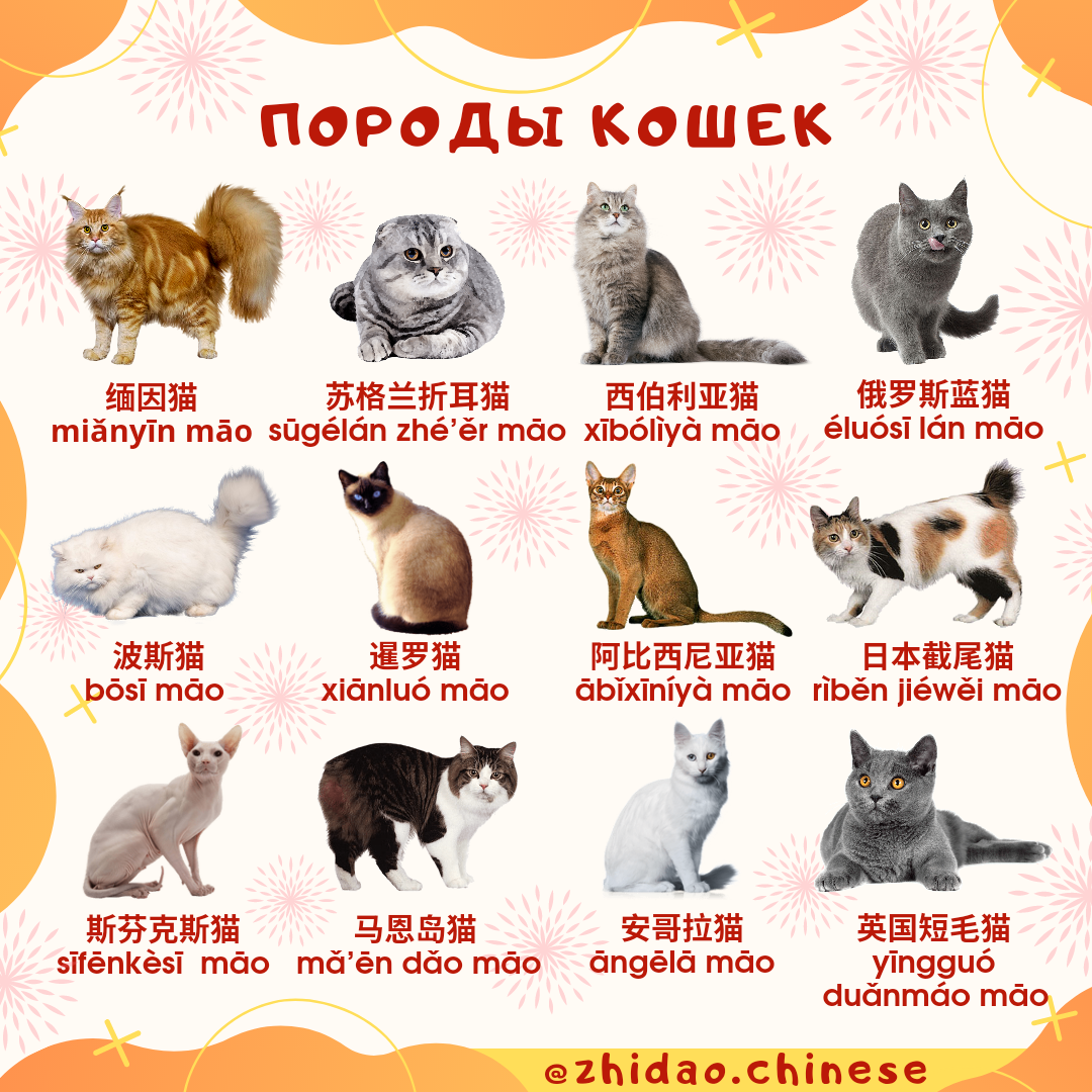 Сколько пород кошек