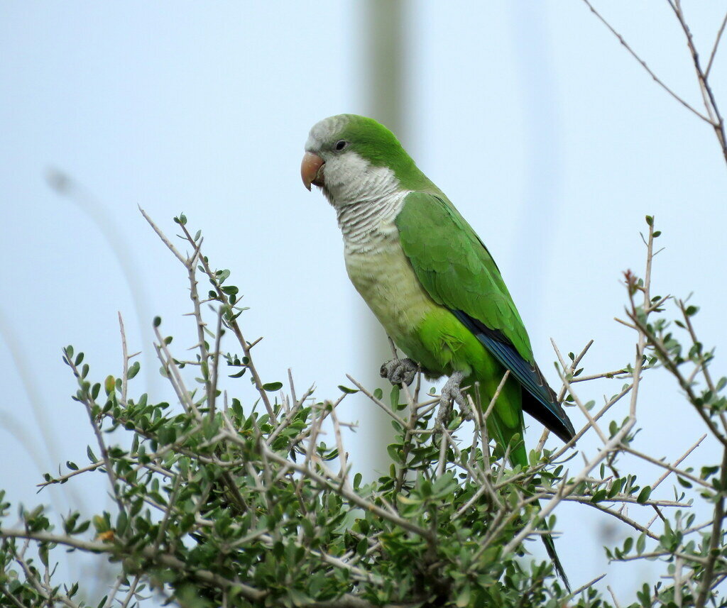 Попугай-монах, Аргентина, фото @Julián Rolando Tocce 