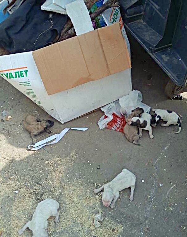 Мои майские подопечные)) Да Винчи, Теша, Микки, Галелей, Донни, Лео. 