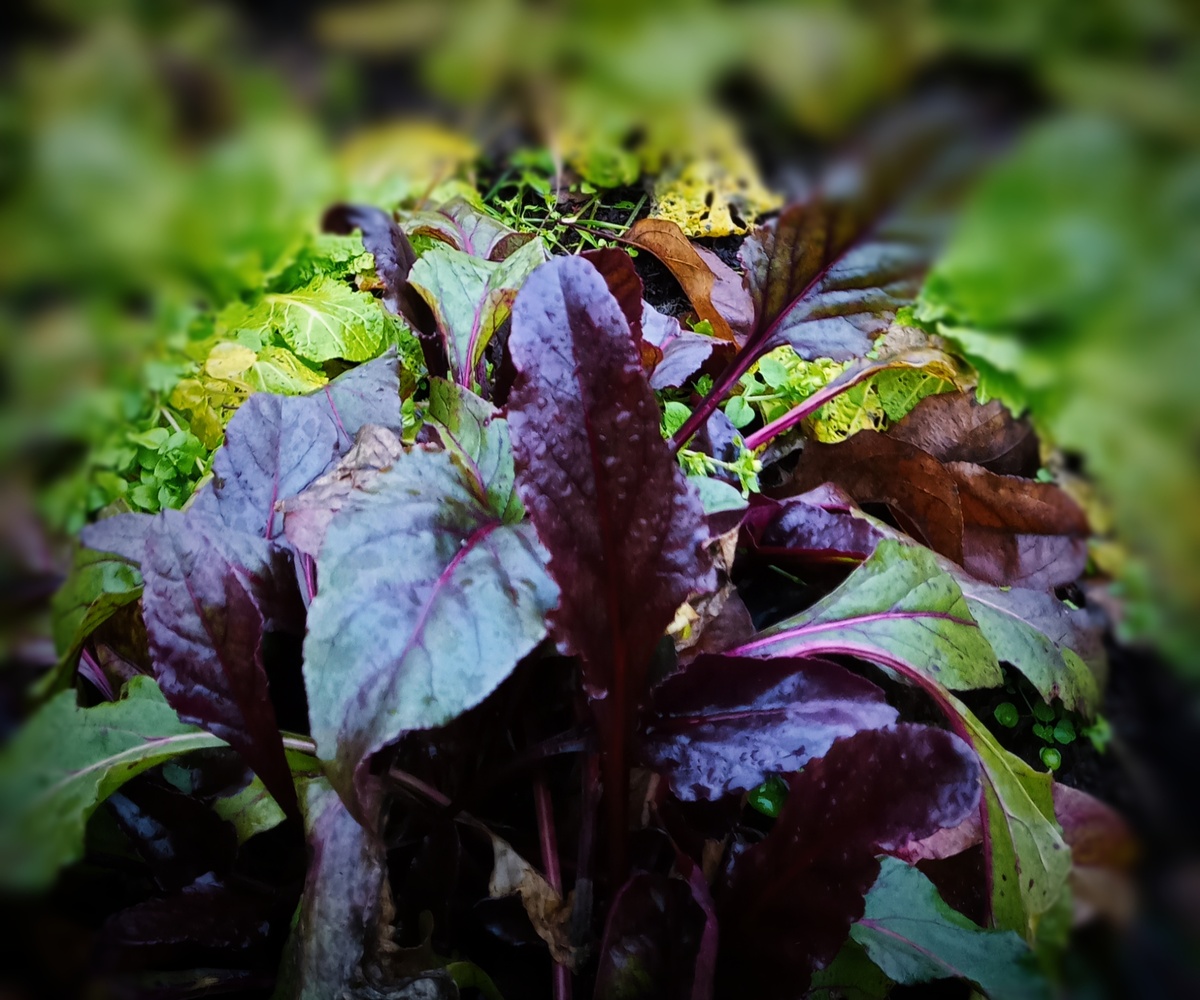 Это свекольная ботва, причём, уже после заморозков и недели под снегом