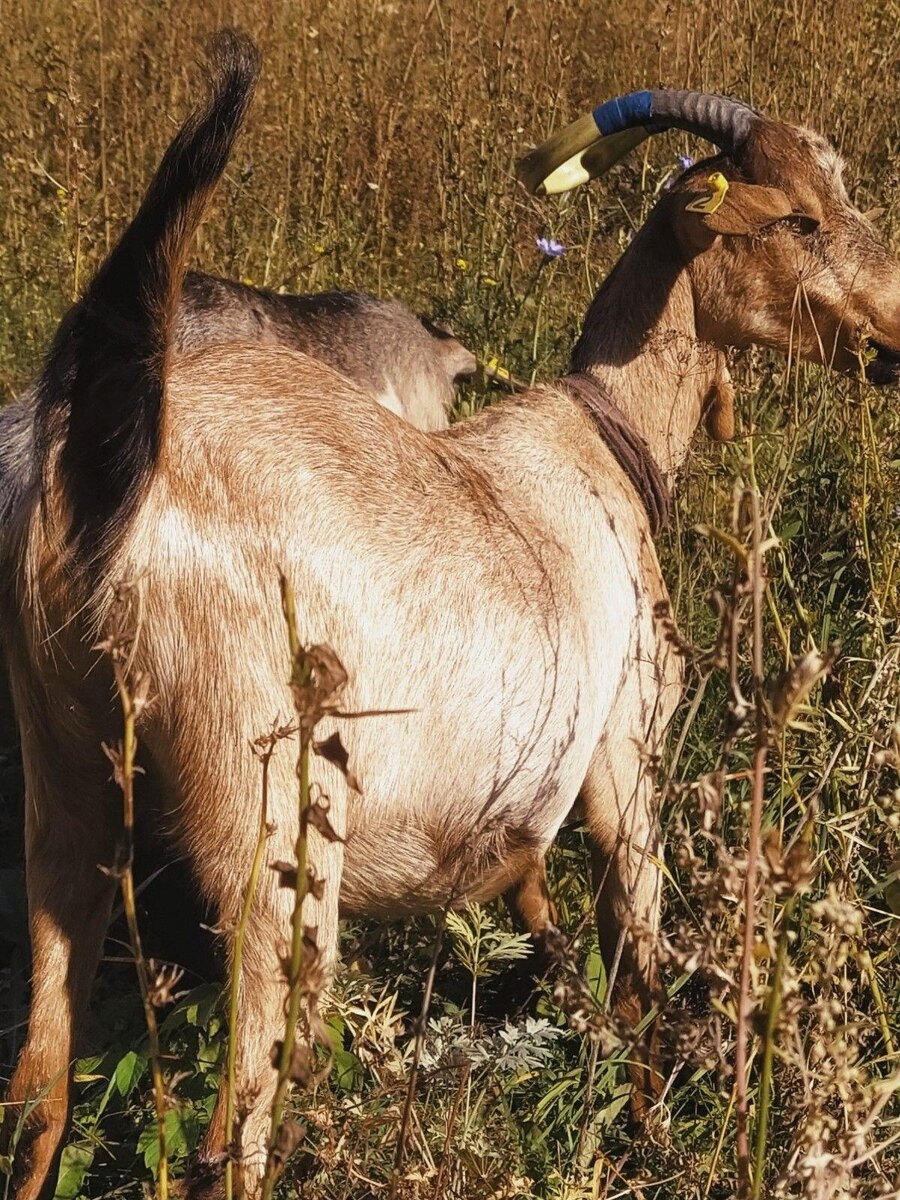 Это наша Милка.