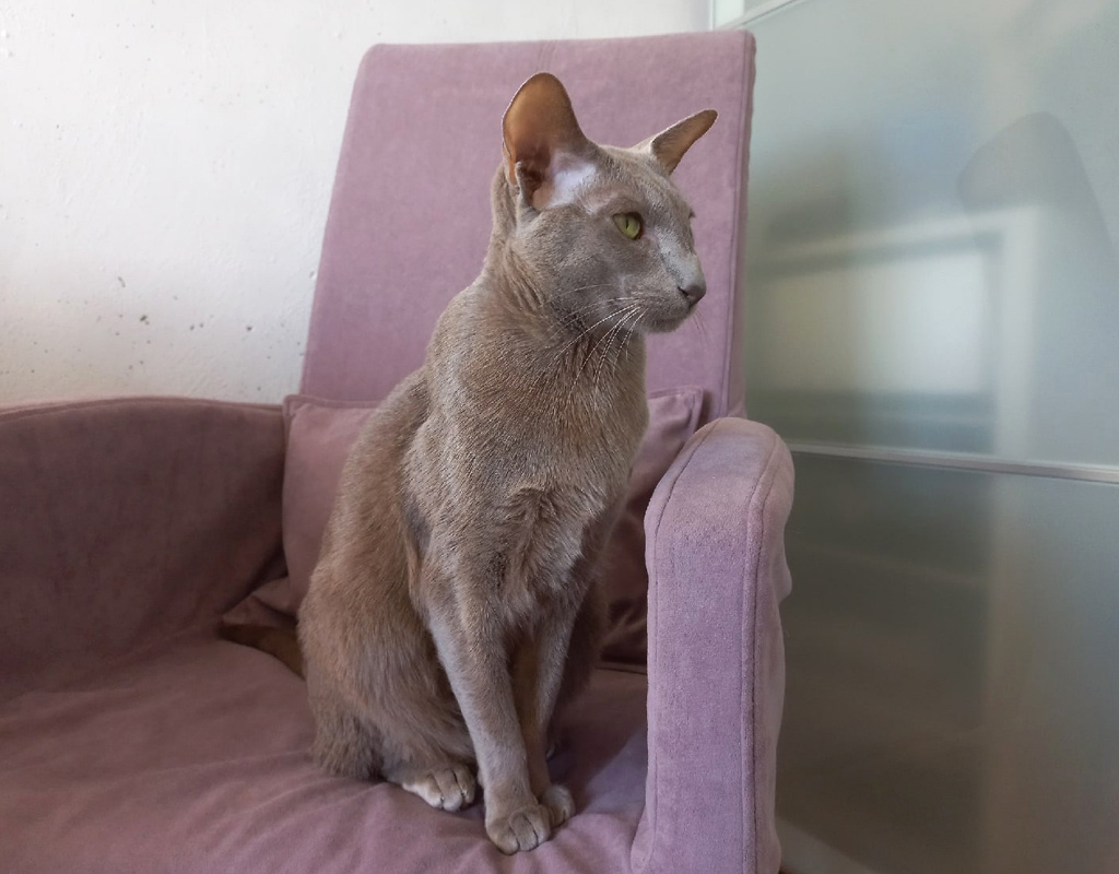 Фьямма в моём любимом рабочем кресле