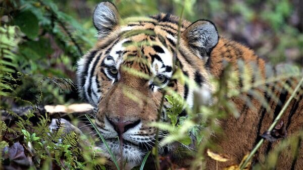   © Photo : Предоставлено WWF Центральная Азия