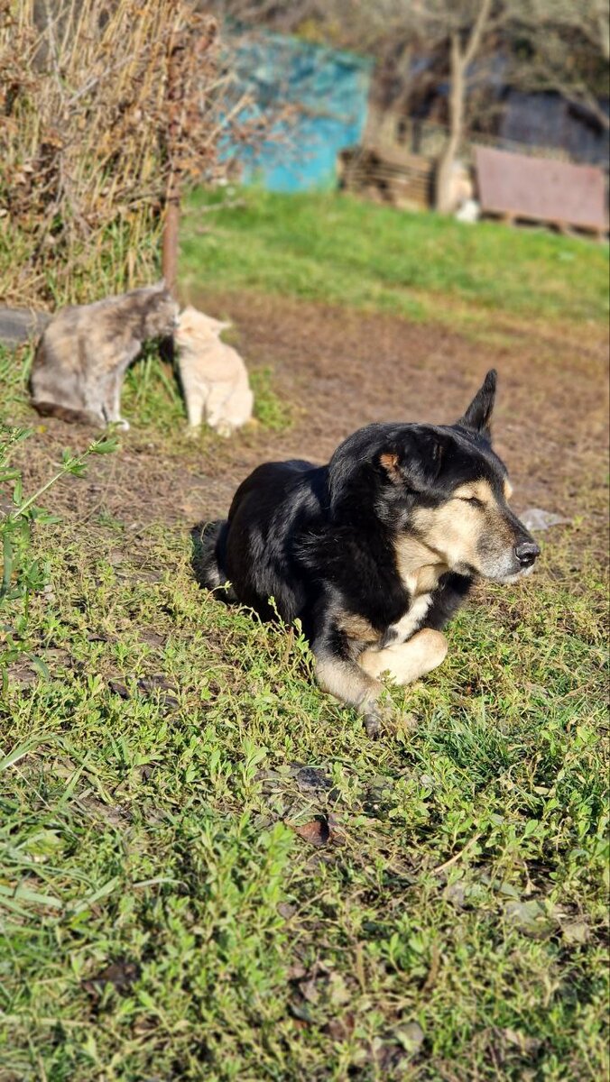 Борис и его кошки