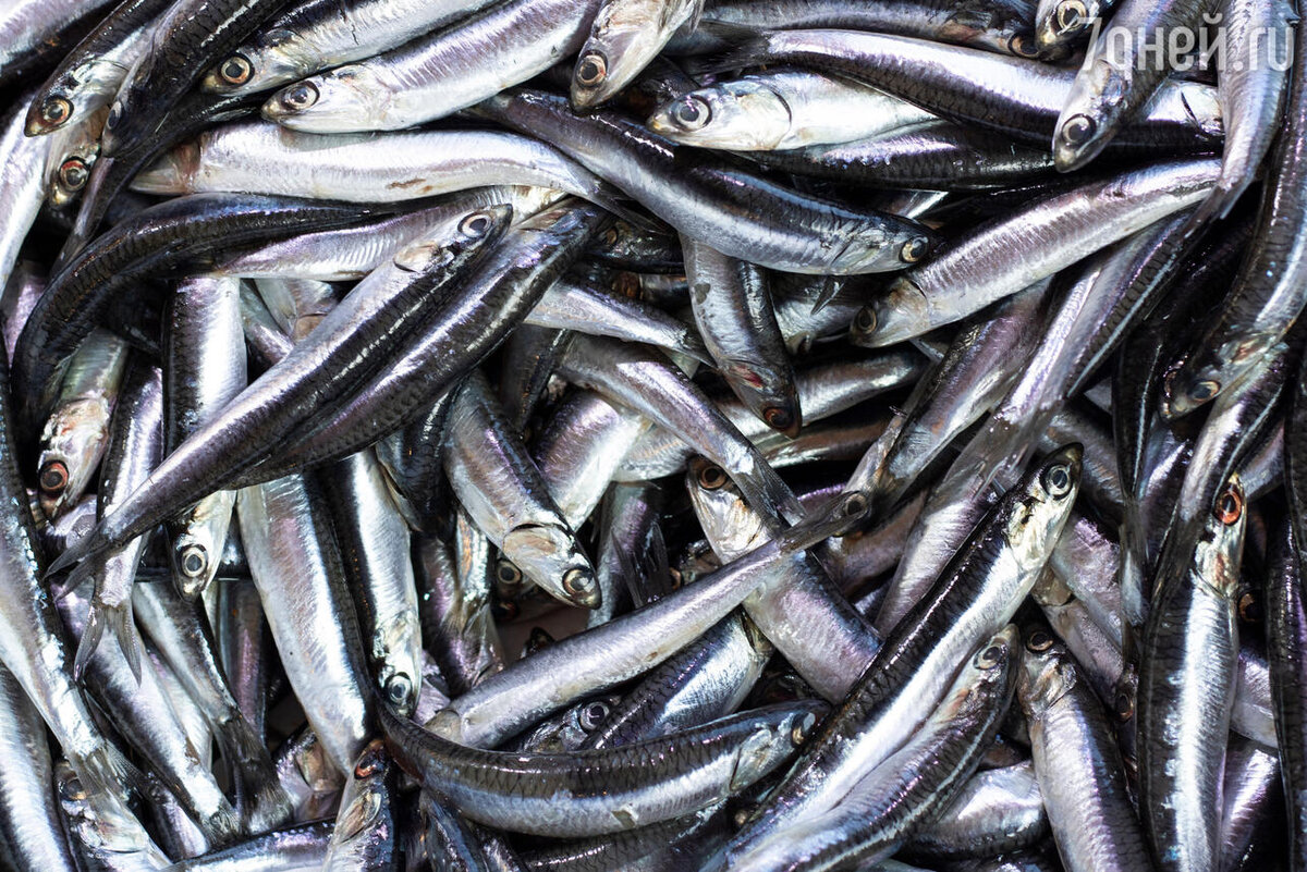    К чему снится мертвая рыба 123RF/legion-media.ru