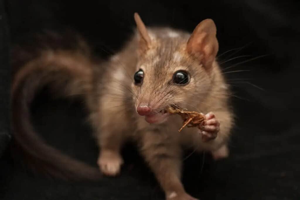    ©Jonathan Webb, NewScientist