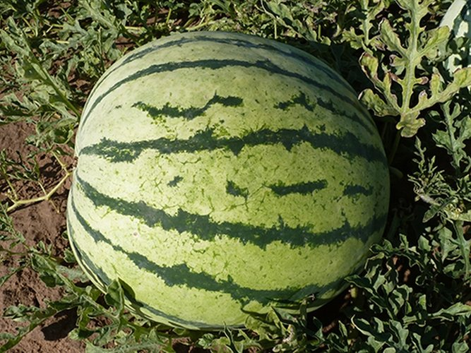 Быковский