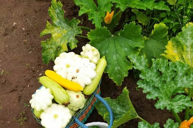 Собираю урожай кабачков.