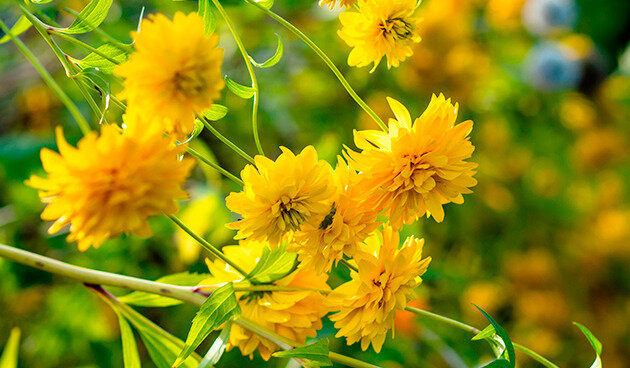    Рудбекия рассеченная (Золотой шар). Фото: shutterstock.com