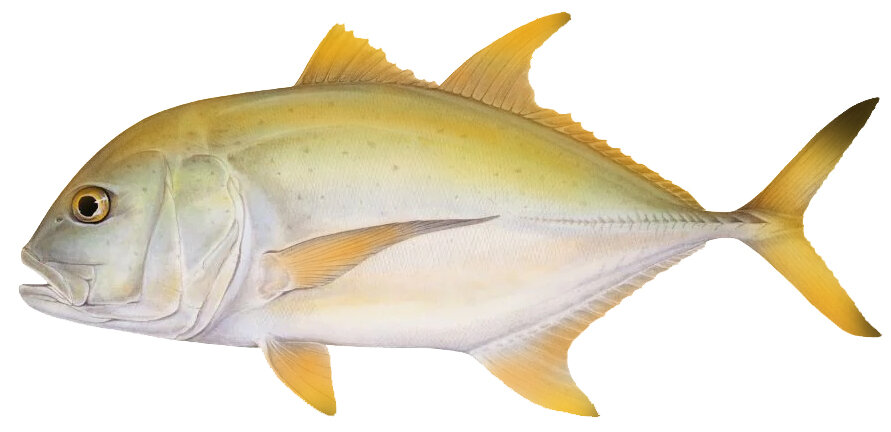Caranx heberi