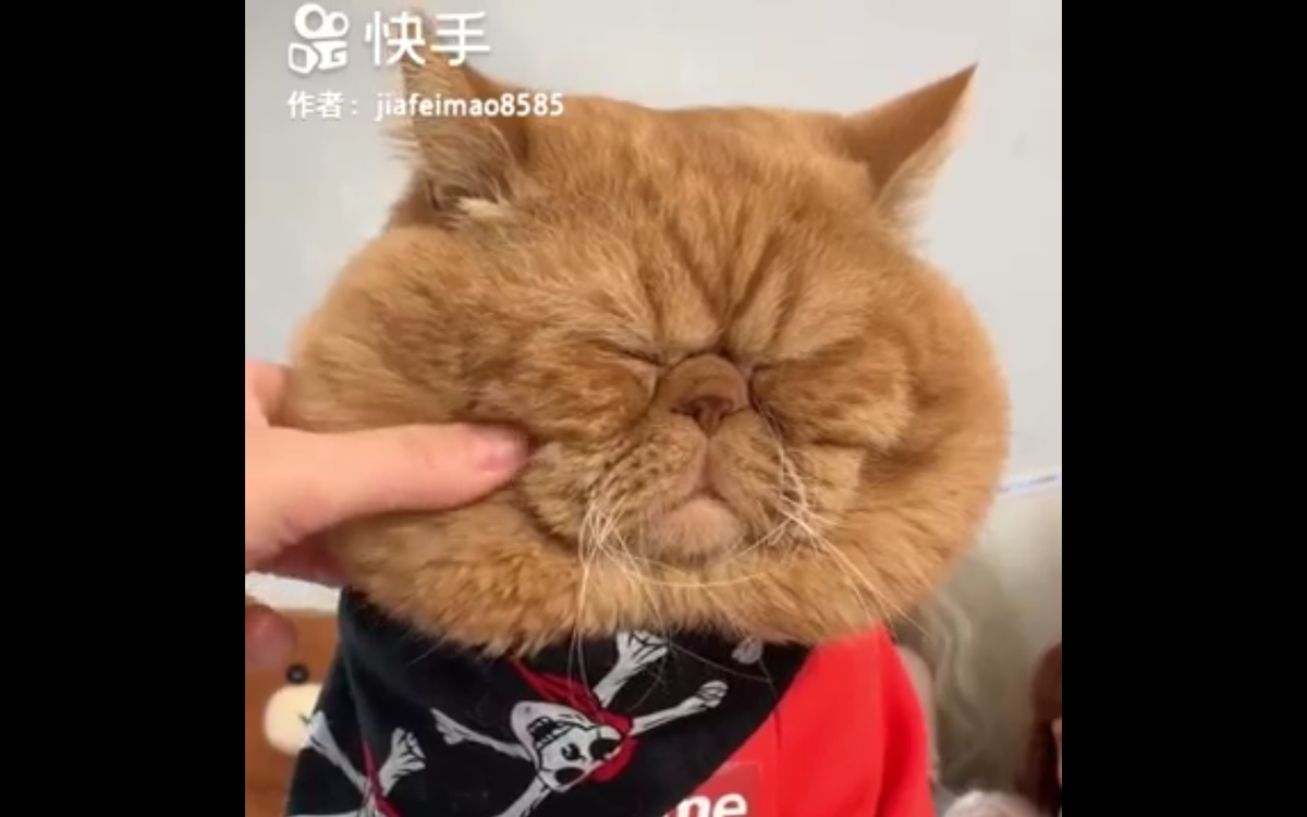 Кадр видео youtube.com/Viral Paws