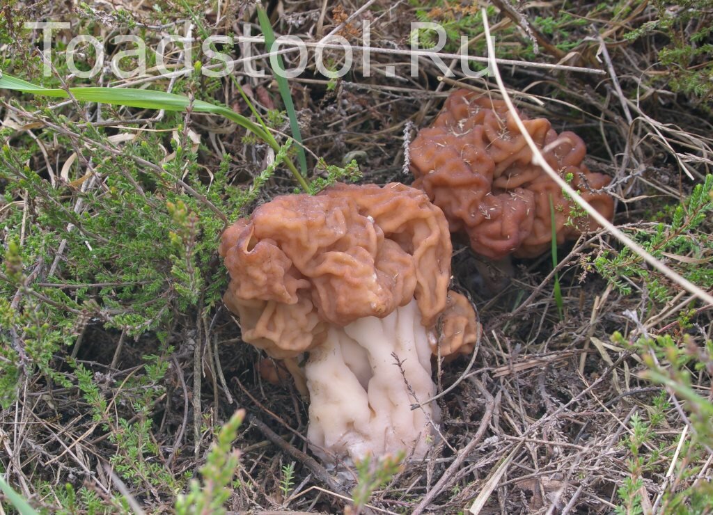 Строчок в рассвете сил (фото И.Лебединского)