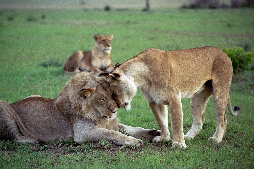Спаривание льва. Лев самка. Лев самец. Лев самец и самка. Брачный период у животных.