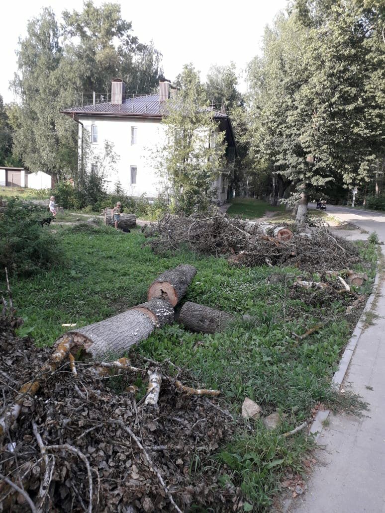 На фото: не вовремя убранные спиленные аварийные деревья в 2018 году