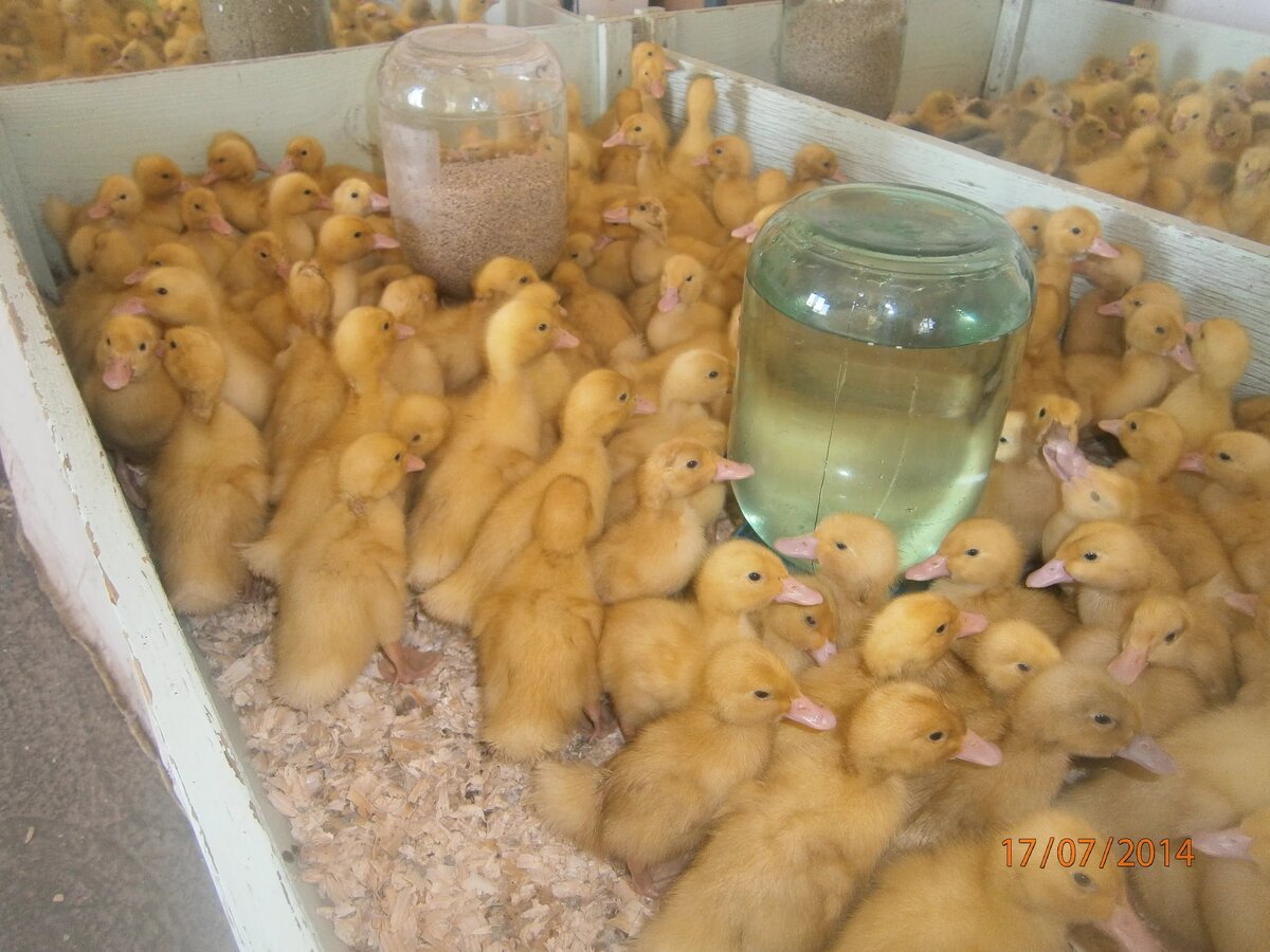 Содержание утиного молодняка