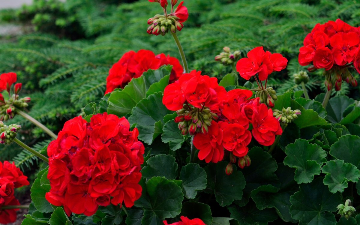 🌸 Садовая герань с красными или темно-розовыми цветами - действует успокаивающе, помогает снять стресс.