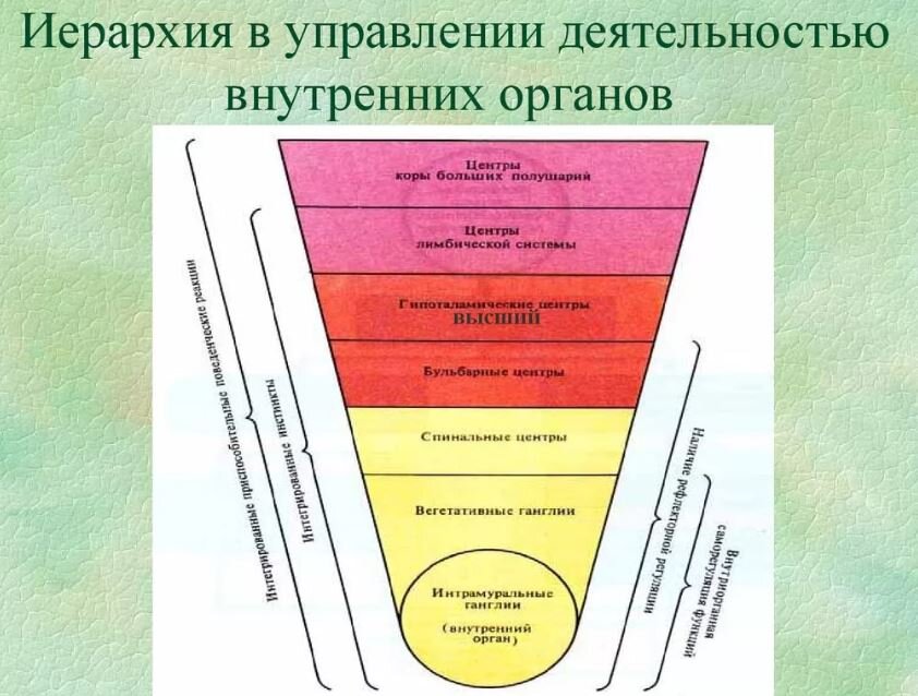 Какая система управляет внутренними органами. Иерархия внутренних органов. системы управляющие деятельностью организма. иерархия в управлении деятельностью внутренних органов. управляет работой внутренних органов.