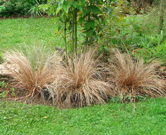 Фото: осока Буханана