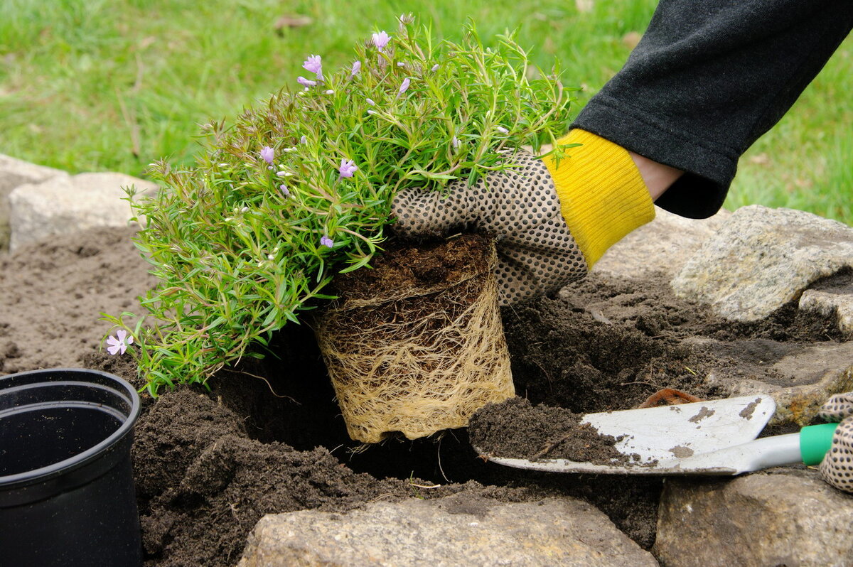 Фото с сайта: agronomu.com 