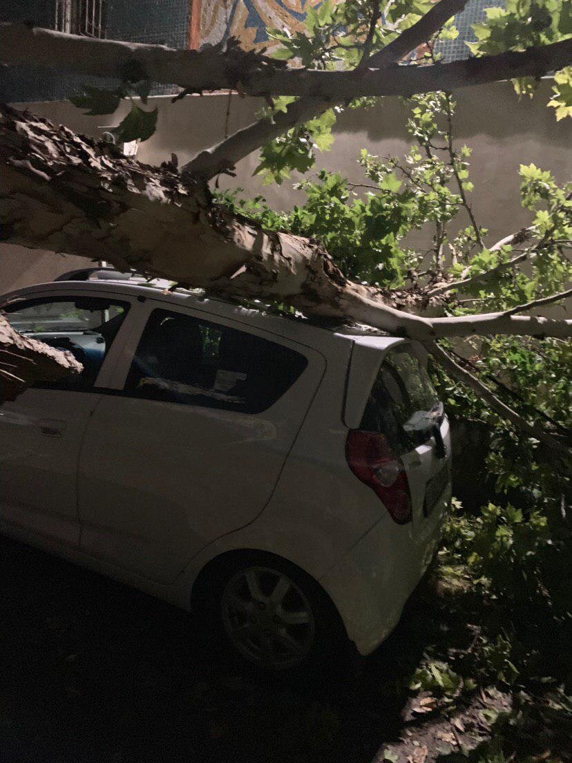 Дерево упало на машину