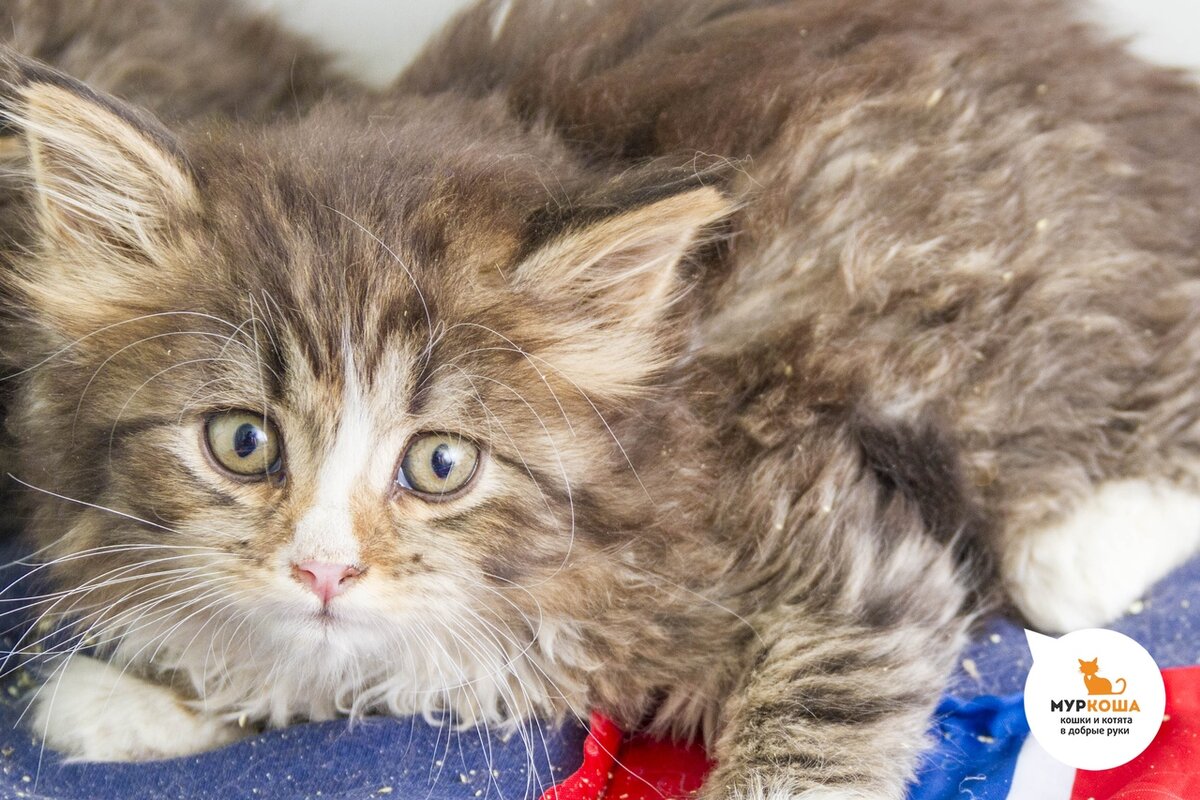 Котенок Сынок,  2 мес.