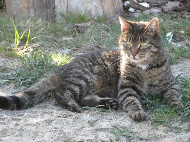 Красавец Зараза