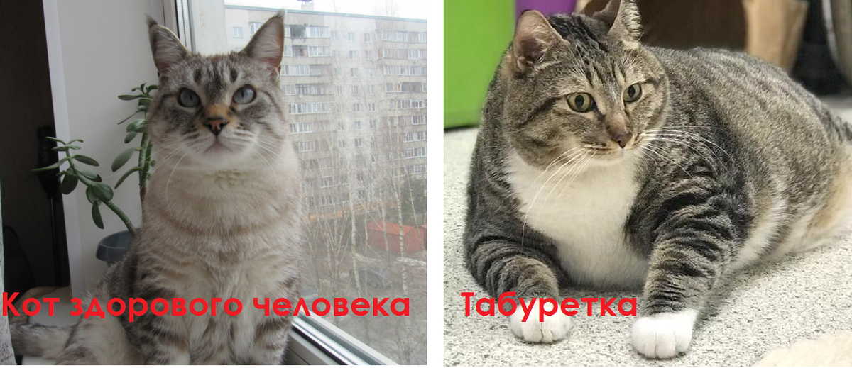 Я в сравнении с котом, которого неправильно кормили.