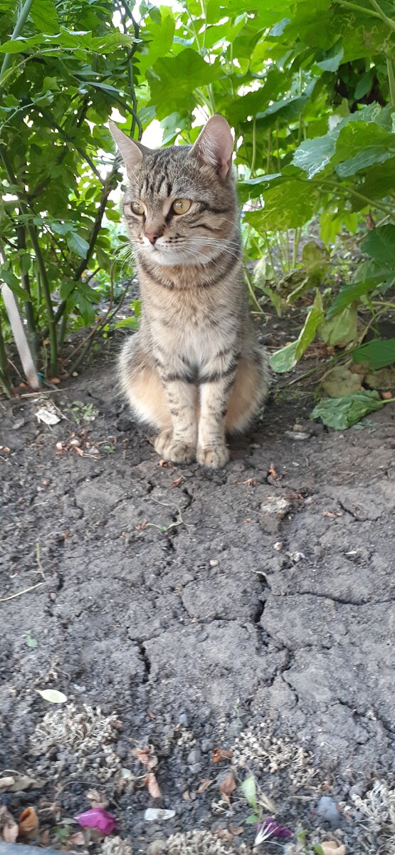 Кот увидел рыбу.