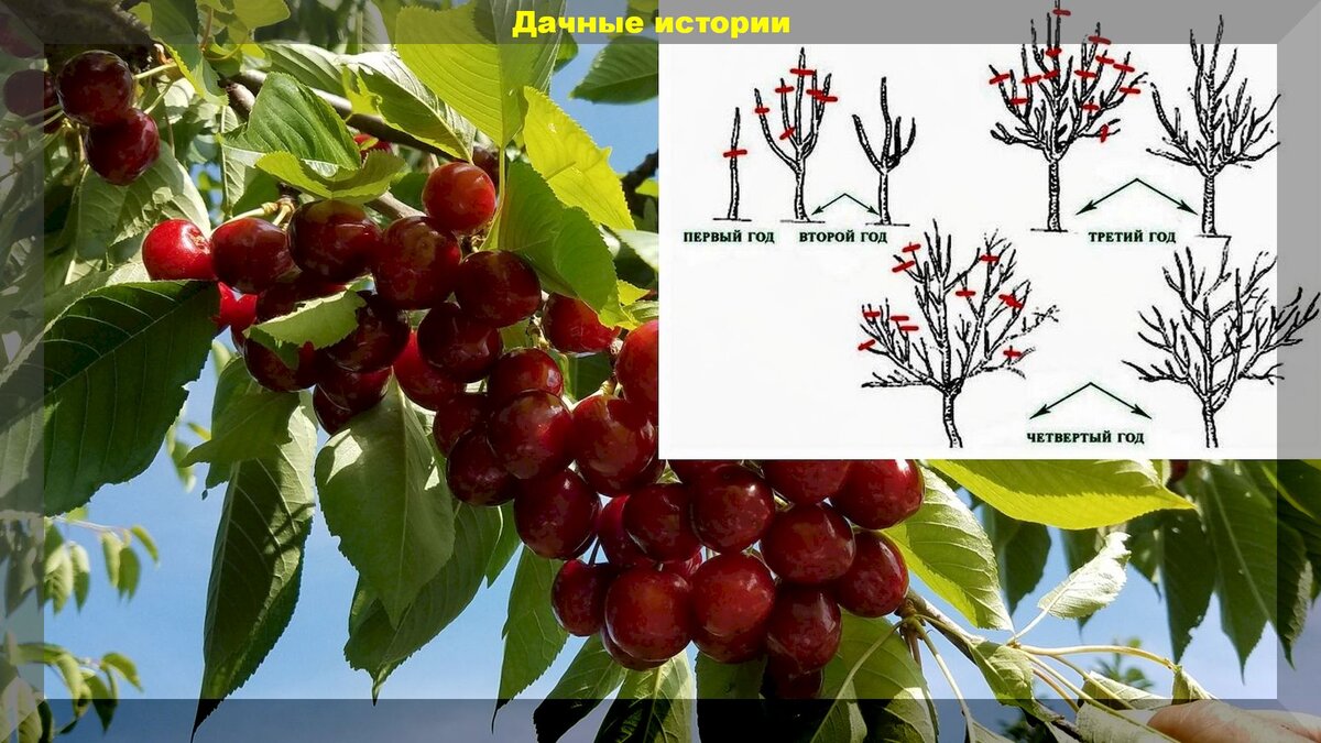 Формирование черешни на второй год посадки схема