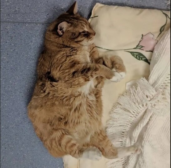 Фото: @cami_the_hound