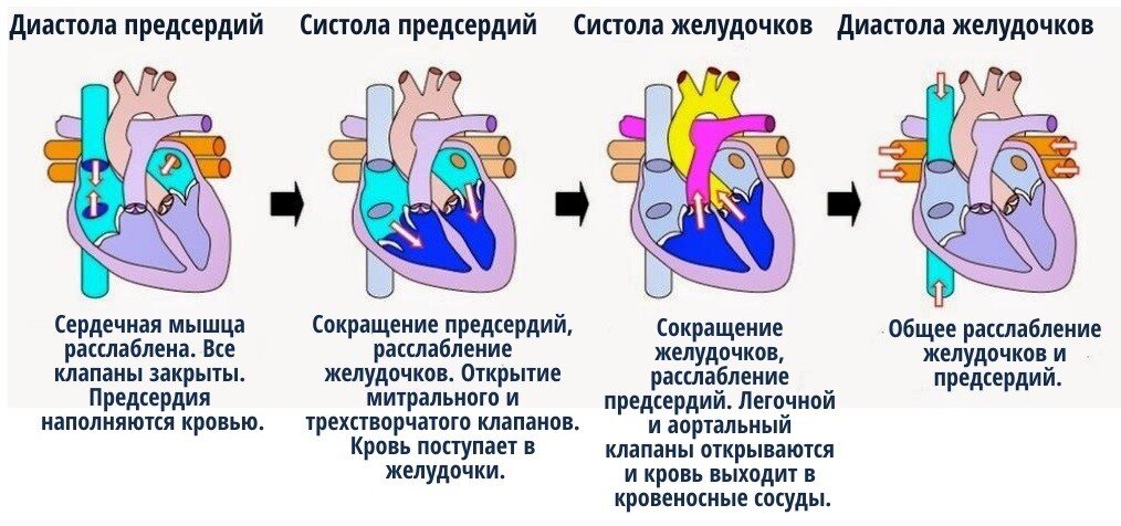 Схема систолы и диастолы