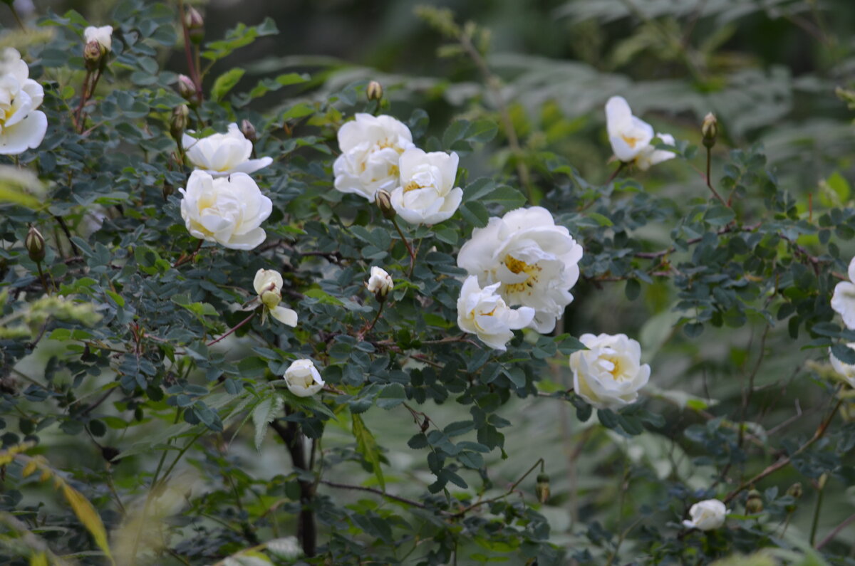Первое цветение розы в саду. 