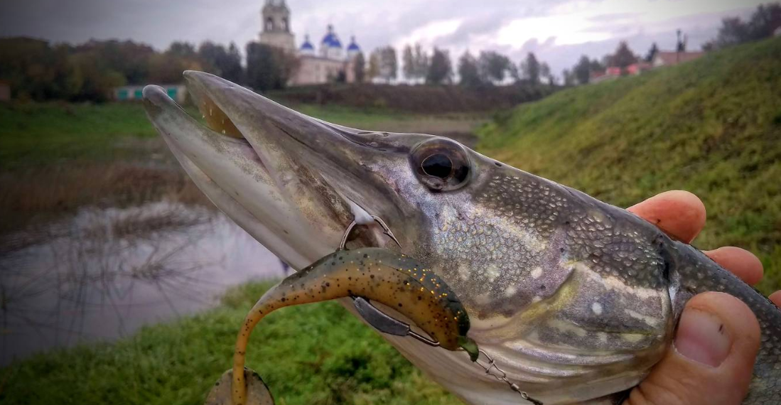 Щука на живца. Фото из интернета.
