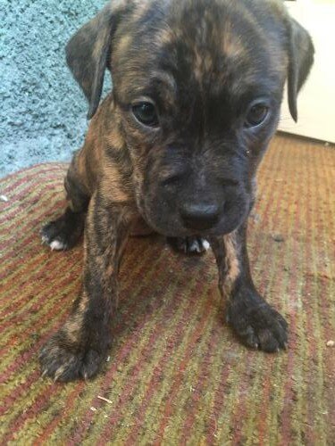 среднестатистическое фото  "длясебяшки"