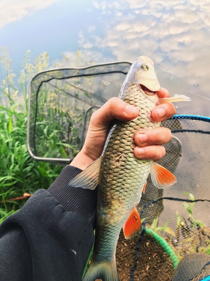 Покусали не мелкого голавля