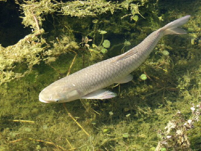 сельхозпортал.рф