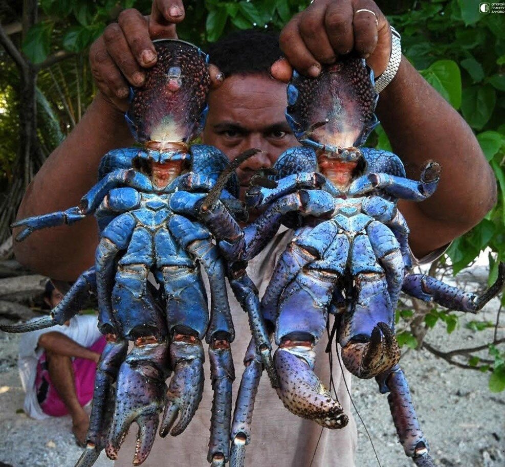 Кокосовые крабы