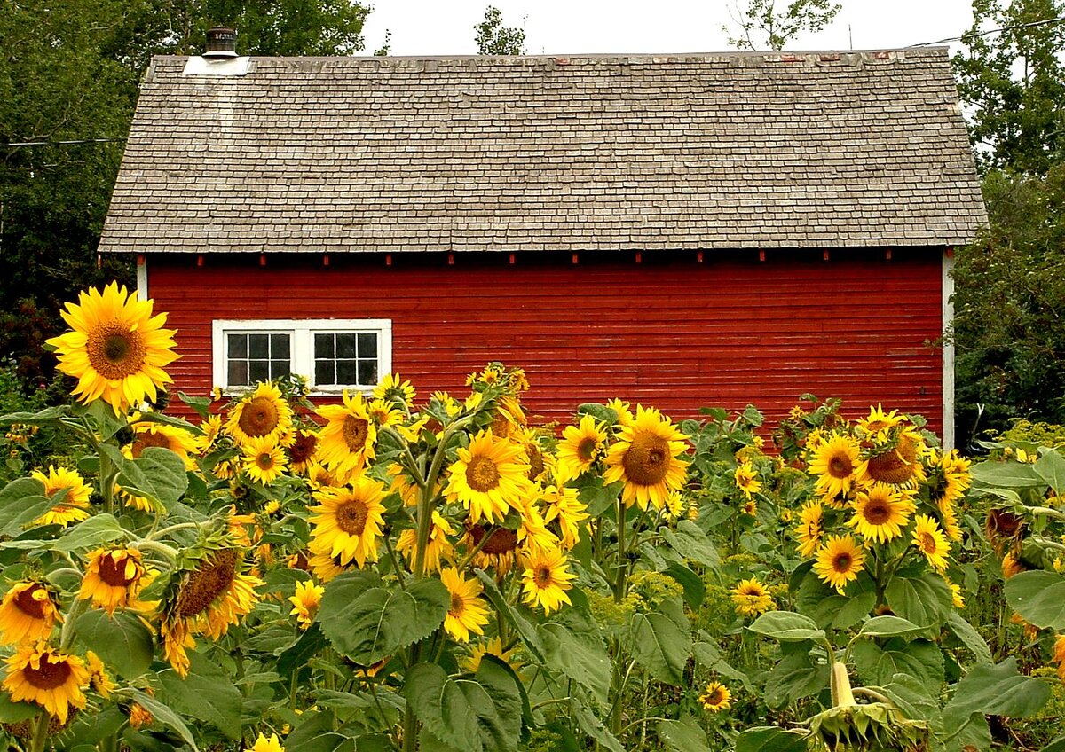 50+Sunspot DWARF SUNFLOWER Seeds Native Wildflower Flowering Annual Container eB