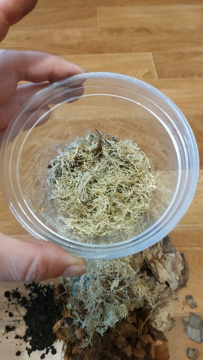 Горшок с мхом