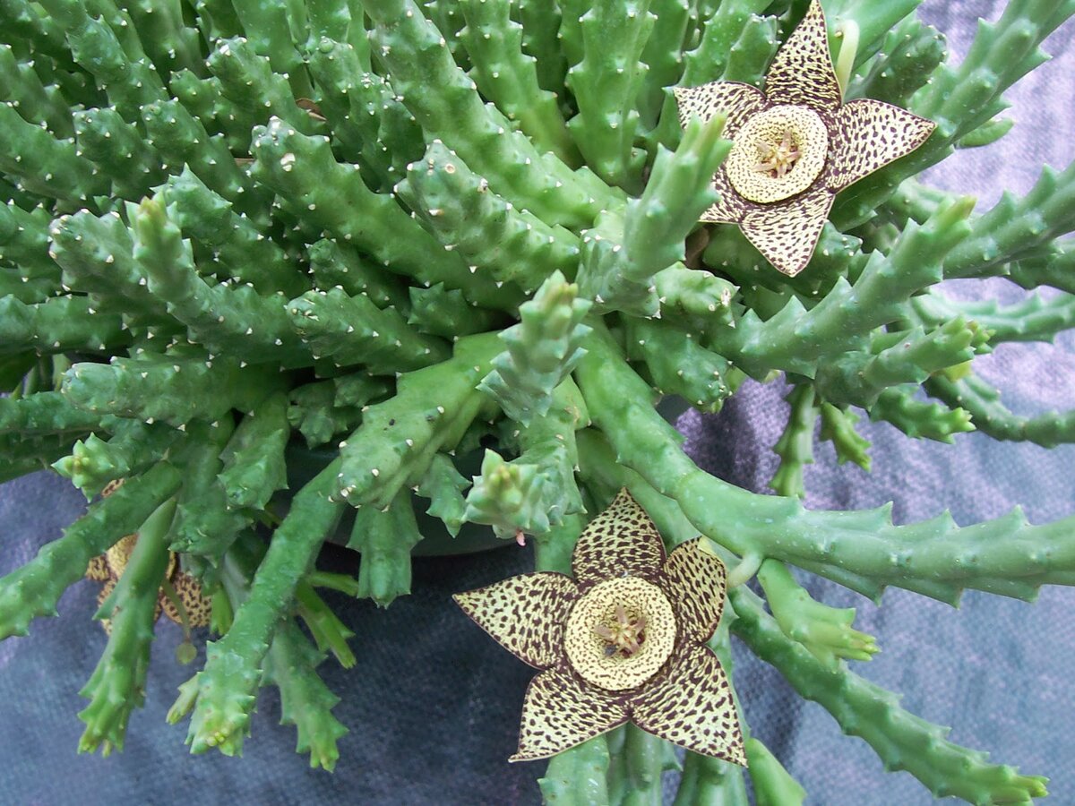 Stapelia flavopurpurea