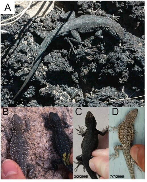 Изменение окраски ящерицы в течение четырех месяцев / ©Current Biology