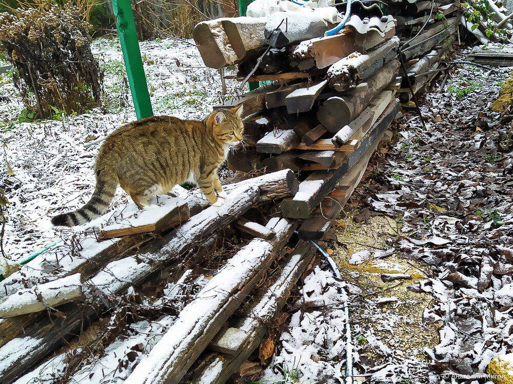 Кошки и первый снег