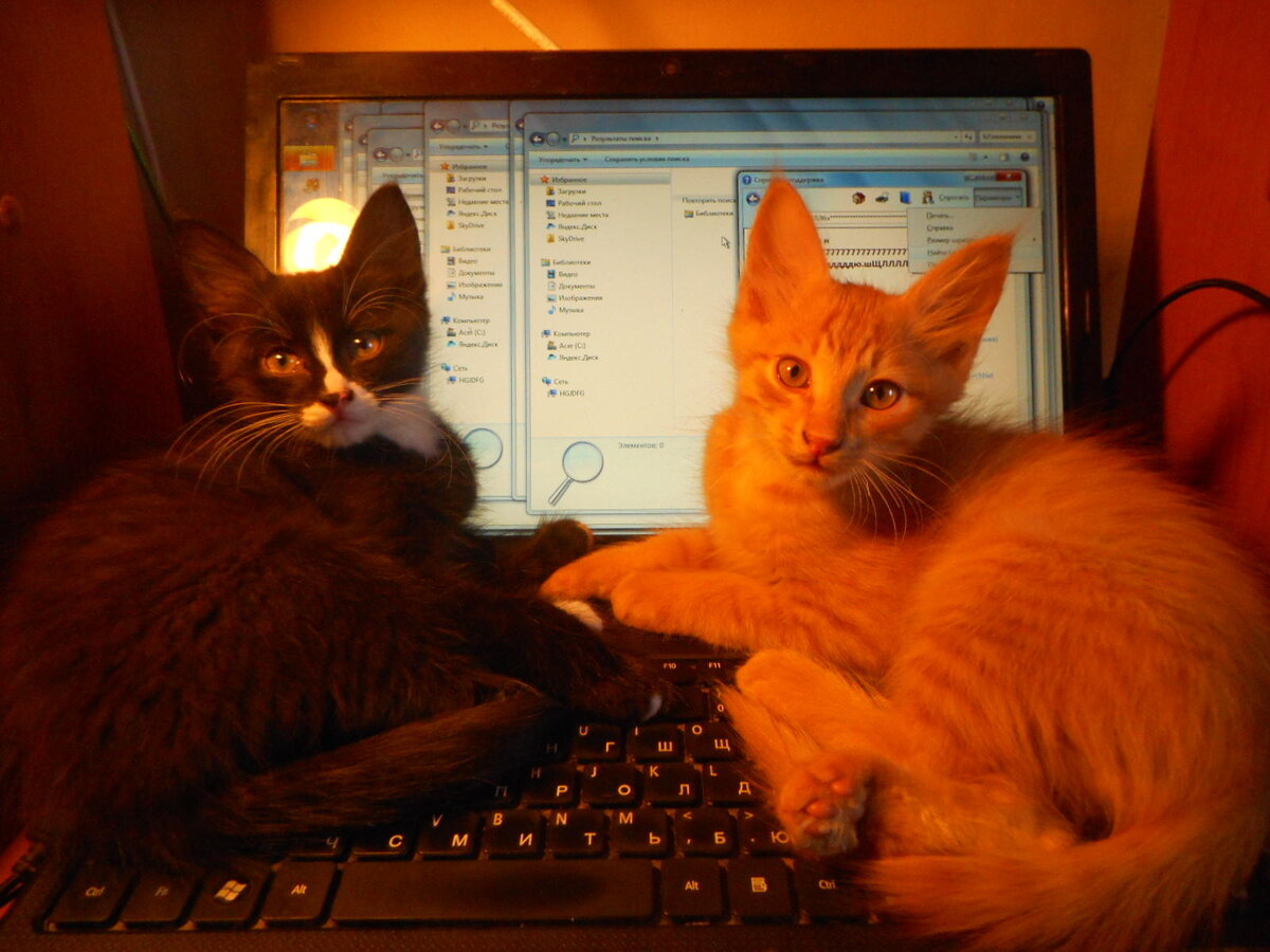 Смотреть не на котов! Смотреть за них, сукиных детей, на количество открытых этими лапами непонятных окон на экране и на набор букв у Рыжего за ушами. Они раз другу на Одноклассниках так сообщение отправили. Клялась потом, что была трезвая.
         