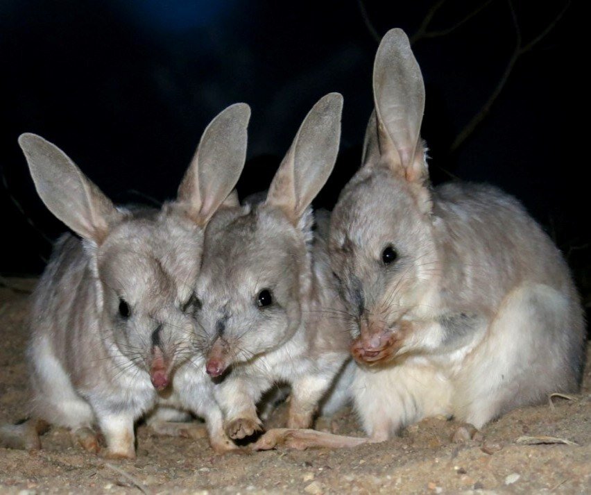 Картинка взята из общедоступного сервиса яндекс.картинки