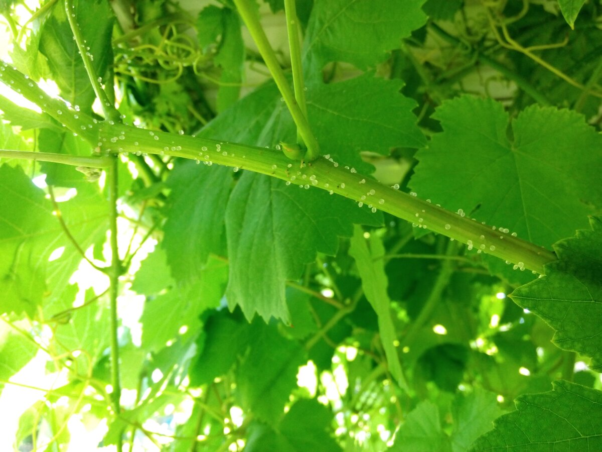 Такие же сахаринки встречала на веточках бальзамин. В детстве любила слизывать сладкие капельки с его листочков, поэтому хорошо их запомнила