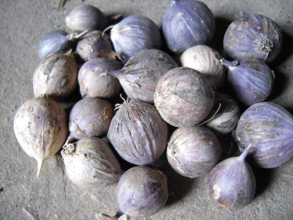 
Однозубки, выращенные из бульбочек, — отличный посадочный материал. Фото автора
